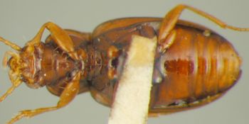 Media type: image;   Entomology 33059 Aspect: habitus ventral view